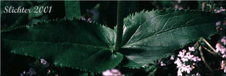 Paired stem leaves of Cascade Penstemon, Cascade Beardtongue, Serrulate Penstemon, Coast Penstemon: Penstemon serrulatus