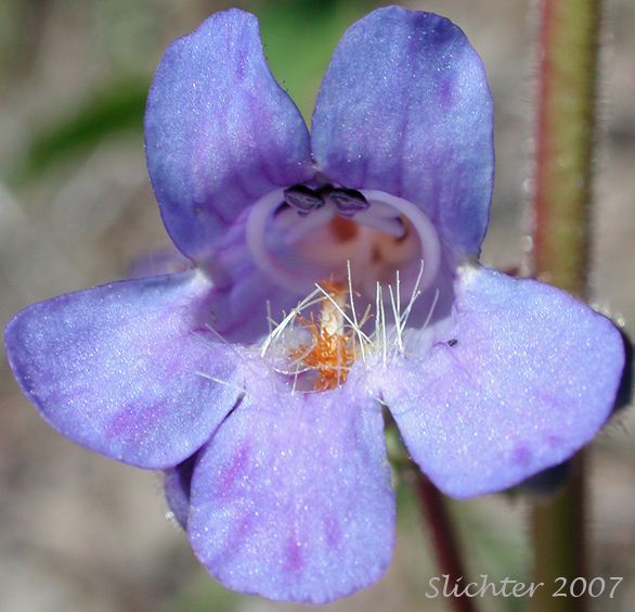 Flower of Fine-tooth Beardtongue, Finetooth Penstemon, Fine-toothed Penstemon: Penstemon subserratus