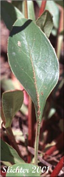 Basal leaf of fine-toothed penstemon: Penstemon subserratus