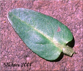 Upper stem leaf of American Speedwell, American Brooklime: Veronica americana