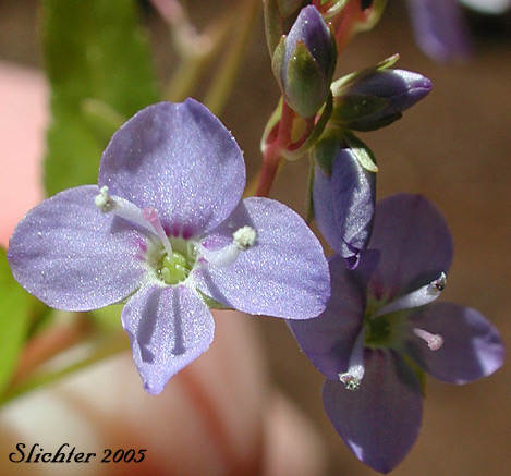 Close-up of the flowers of American Speedwell, American Brooklime: Veronica americana