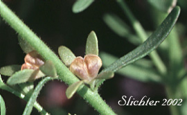 Hairy Purslane Speedwell, Purslane Speedwell: Veronica peregrina ssp. xalapensis (Synonyms: Veronica peregrina var. xalapensis, Veronica sherwoodii, Veronica xalapensis)