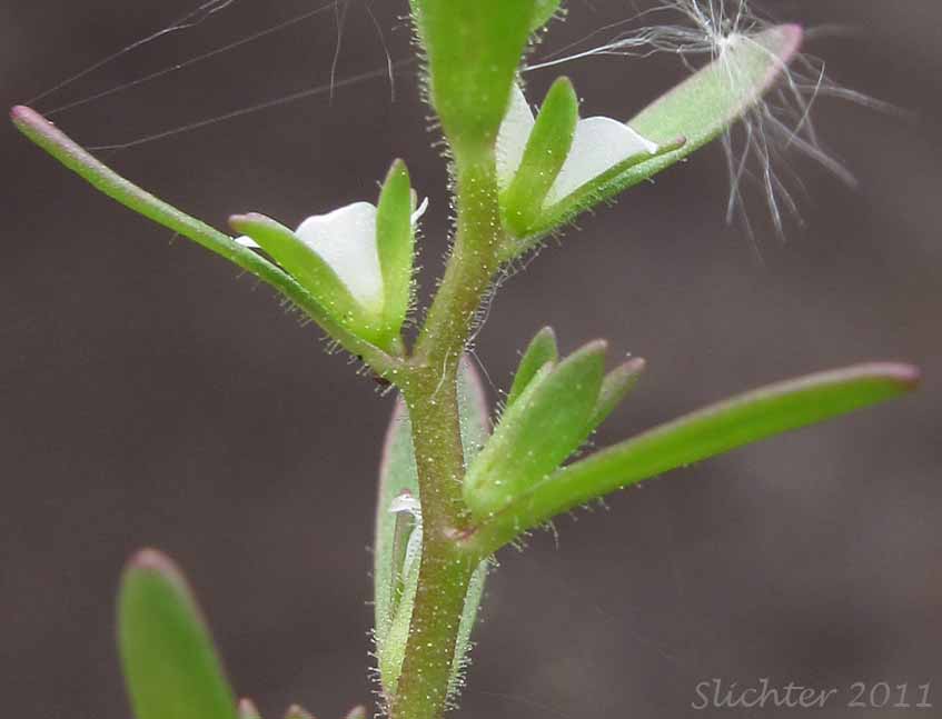Hairy Purslane Speedwell, Purslane Speedwell: Veronica peregrina ssp. xalapensis (Synonyms: Veronica peregrina var. xalapensis, Veronica sherwoodii, Veronica xalapensis)
