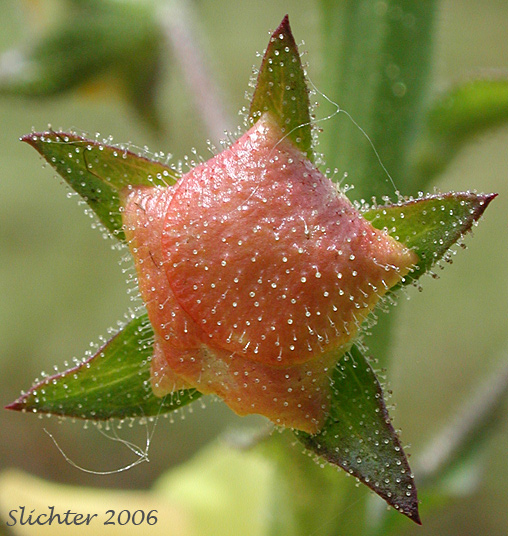 Maturing fruit of Moth Mullein: Verbascum blattaria