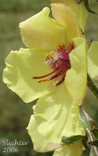 Flower of Moth Mullein: Verbascum blattaria