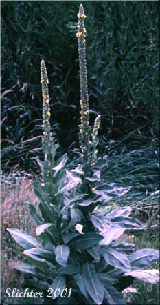 Common Mullein, Cowboy Toilet Paper, Flannel Mullein, Great Mullein: Verbascum thapsus (Synonym: Verbascum thapsus var. thapsus) 