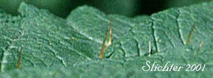 Sharp leaf spines of Devil's Club: Oplopanax horridum