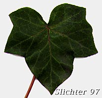 Leaf of Atlantic Ivy: Hedera hibernica