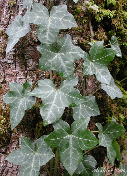 Climbing vine of English Ivy, English-ivy: Hedera helix