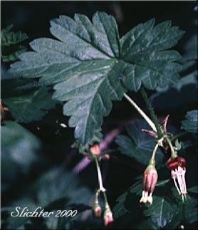 Leaf and flowers of Coast Black Gooseberry, Spreading Gooseberry, Straggly Currant, Straggly Gooseberry: Ribes divaricatum var. divaricatum (Synonyms: Ribes divaricatum var. glabriflorum, Ribes divaricatum var. rigidum)