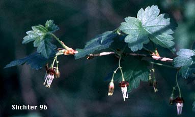 Leaves and flowers of Coast Black Gooseberry, Spreading Gooseberry, Straggly Currant, Straggly Gooseberry: Ribes divaricatum var. divaricatum (Synonyms: Ribes divaricatum var. glabriflorum, Ribes divaricatum var. rigidum)