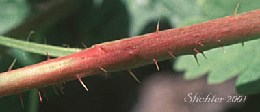 Whitestem Gooseberry: Ribes inerme var. inerme (Synonyms: Grossularia inermis, Grossularia inermis var. pubescens, Ribes divaricatum var. inerme, Ribes inerme var. subarmatum, Ribes valicola)