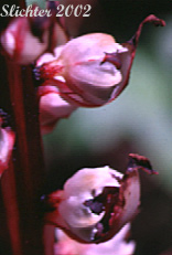 Flowers of Candy Stick, Sugarstick, Sugar Stick: Allotropa virgata