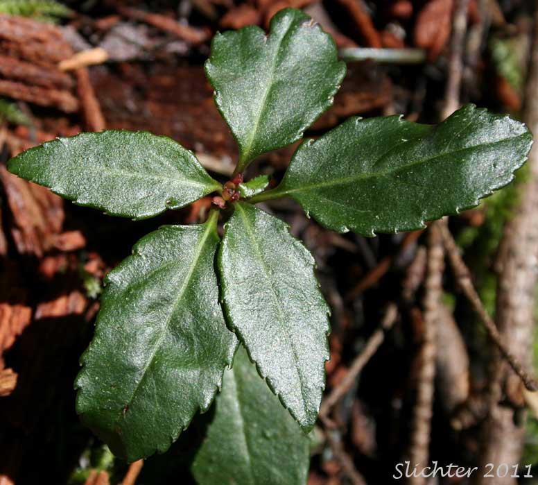 Little Pipsissewa, Little Prince's-pine, Little Prince's Pine: Chimaphila menziesii (Synonym: Pyrola menziesii)