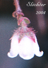Flower of Slender Wintergreen, Western Teaberry: Gaultheria ovatifolia