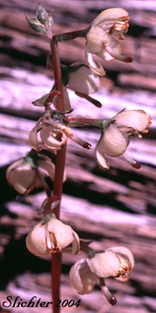 Shinleaf, White Pyrola, White-vein Pyrola, Whiteveined Wintergreen, White-veined Wintergreen: Pyrola picta (Synonyms: Pyrola aphylla, Pyrola aphylla var. leptosepala, Pyrola aphylla var. paucifolia, Pyrola blanda, Pyrola conardiana, Pyrola dentata, Pyrola dentata var. apophylla, Pyrola dentata var. integra, Pyrola pallida, Pyrola paradoxa, Pyrola picta ssp. dentata, Pyrola picta ssp. integra, Pyrola picta ssp. pallida, Pyrola picta var. aphylla, Pyrola picta var. dentata, Pyrola picta var. picta, Pyrola septentrionalis, Pyrola sparsifolia)
