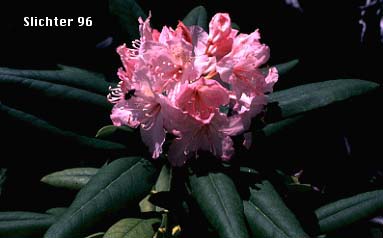 California Rhododendron, Pacific Rhododendron, Western Rhododendron: Rhododendron macrophyllum (Synonym: Rhododendron californicum)