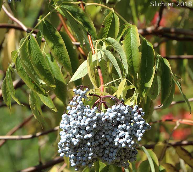 Blue Elder, Blue Elderberry: Sambucus mexicana (Synonyms: Sambucus cerulea, Sambucus cerulea var. cerulea , Sambucus cerulea var. neomexicana, Sambucus cerulea var. velutina, Sambucus glauca)