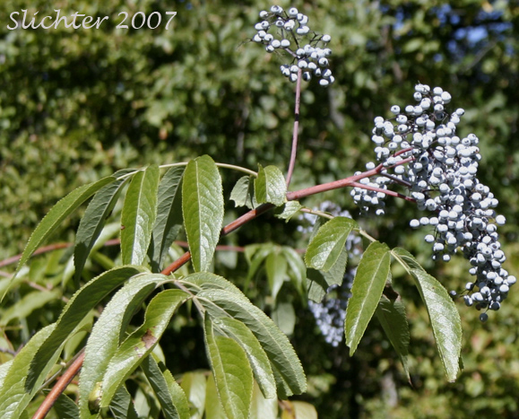Glaucous blue berries of Blue Elder, Blue Elderberry: Sambucus mexicana (Synonyms: Sambucus cerulea, Sambucus cerulea var. cerulea , Sambucus cerulea var. neomexicana, Sambucus cerulea var. velutina, Sambucus glauca)