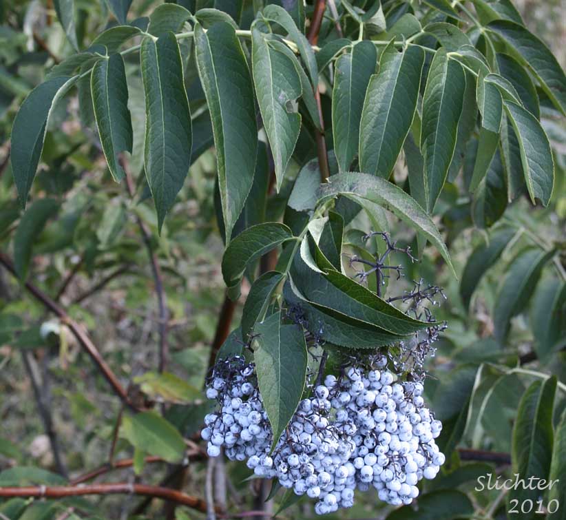 A cluster of blue berries of Blue Elder, Blue Elderberry: Sambucus mexicana (Synonyms: Sambucus cerulea, Sambucus cerulea var. cerulea , Sambucus cerulea var. neomexicana, Sambucus cerulea var. velutina, Sambucus glauca)