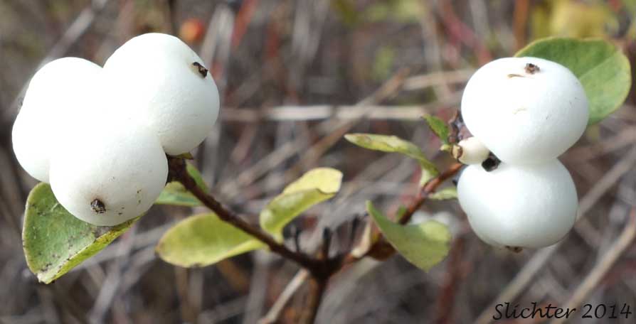 Fruits of Common Snowberry: Symphoricarpos albus var. laevigatus (Synonyms: Symphoricarpos albus ssp. laevigatus, Symphoricarpos rivularis)