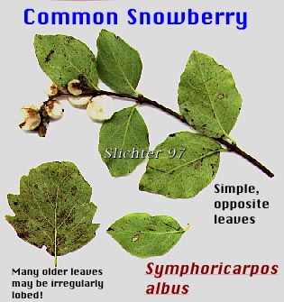 Common Snowberry: Symphoricarpos albus var. laevigatus (Synonyms: Symphoricarpos albus ssp. laevigatus, Symphoricarpos rivularis)