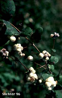 White berries of Common Snowberry: Symphoricarpos albus var. laevigatus (Synonyms: Symphoricarpos albus ssp. laevigatus, Symphoricarpos rivularis)