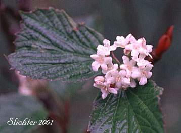 High-bush Cranberry: Viburnum edule