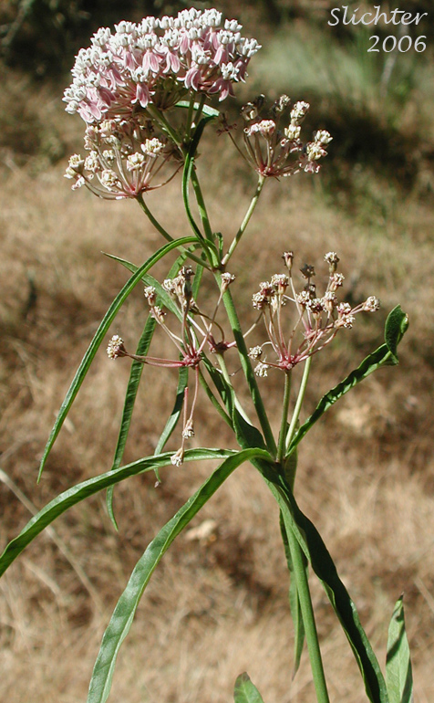 Inflorescence and upper stem leaves of Mexican Whorled Milkweed, Narrowleaf Milkweed, Narrow-leaf Milkweed: Asclepias fascicularis (Synonyms: Asclepias fascicularis, Asclepias mexicana)