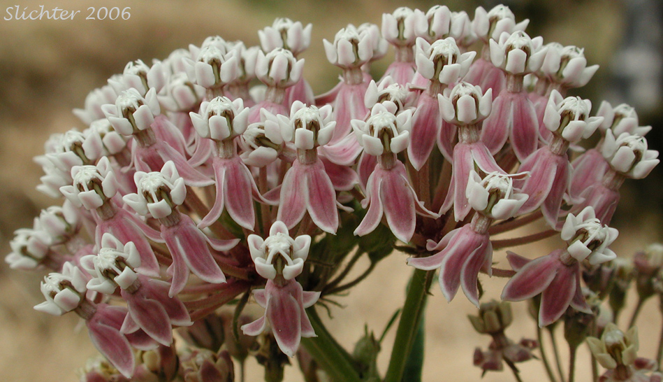 Inflorescence of Mexican Whorled Milkweed, Narrowleaf Milkweed, Narrow-leaf Milkweed: Asclepias fascicularis (Synonyms: Asclepias fascicularis, Asclepias mexicana)