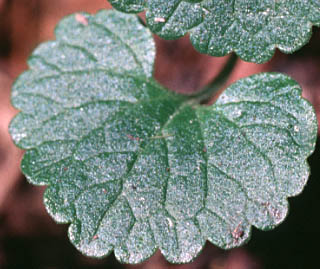 Leaf of Creeping Charlie, Field Balm, Gill Over the Ground, Ground-ivy, Ground Ivy: Glechoma hederacea (Synonyms: Glechoma hederacea var. micrantha, Glechoma hederacea var. parviflora, Glecoma hederacea, Nepeta hederacea)
