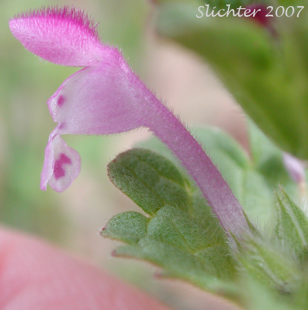Close-up sideview of the flower of Common Deadnettle, Common Dead-nettle, Girafehead, Henbit, Henbit Deadnettle: Lamium amplexicaule (Synonym: Lamium amplexicaule var. album)