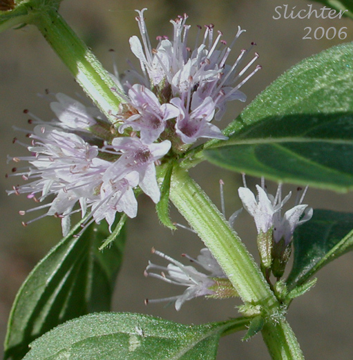 Inflorescence of American Corn Mint, Corn Mint, Field Mint, Wild Mint: Mentha canadensis (Synonyms: Mentha arvensis, Mentha arvensis ssp. borealis, Mentha arvensis ssp. haplocalyx, Mentha arvensis var. arvensis, Mentha arvensis var. canadensis, Mentha arvensis var. glabrata, Mentha arvensis var. lanata, Mentha arvensis var. sativa, Mentha arvensis var. villosa, Mentha gentilis, Mentha glabrior, Mentha penardii)