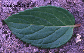 Stem leaf of Peppermint: Mentha x piperita (Synonyms: Mentha aquatica x Mentha spicata, Mentha aquatica var. crispa, Mentha dumetorum, Mentha piperita)