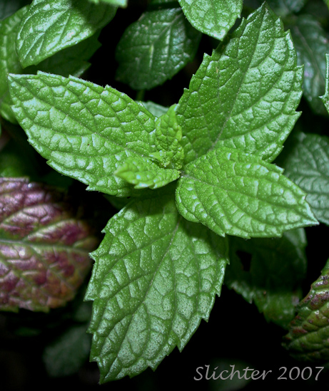 Leaves of Spearmint: Mentha spicata (Synonyms: Mentha cordifolia, Mentha longifolia, Mentha longifolia var. mollissima, Mentha longifolia var. undulata, Mentha spicata var. longifolia, Mentha spicata var. spicata, Mentha sylvestris, Mentha viridis)