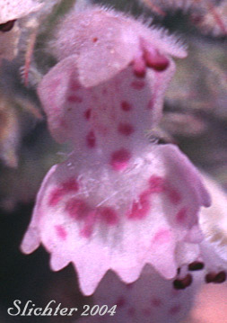Flower of Catmint, Catnip: Nepeta cataria