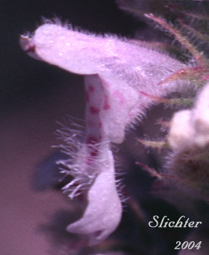 Flower of Catmint, Catnip: Nepeta cataria