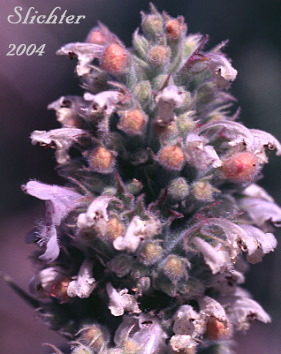 Upper portion of the inflorescence of Catmint, Catnip: Nepeta cataria