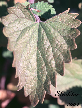 Stem leaf of Catmint, Catnip: Nepeta cataria