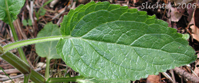 Close-up of a stem leaf of Coastal Hedgenettle, Cooley's Hedgenettle, Cooley's Hedge-nettle, Great Betony, Great Hedge-nettle: Stachys cooleyae (Synonyms: Stachys ciliata, Stachys chamissonis var. cooleyae)