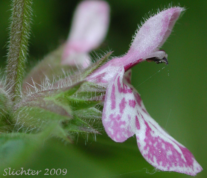 Close-up sideview of the flower of Coast Hedgenettle, Great Betony, Mexican Betony, Mexican Hedgenettle, Mexican Hedge-nettle: Stachys mexicana (Synonyms: Stachys ajugoides, Stachys ajugoides var. rigida, Stachys ciliata, Stachys emersonii)