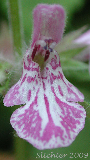 Close-up frontal view of the flower of Coast Hedgenettle, Great Betony, Mexican Betony, Mexican Hedgenettle, Mexican Hedge-nettle: Stachys mexicana (Synonyms: Stachys ajugoides, Stachys ajugoides var. rigida, Stachys ciliata, Stachys emersonii)