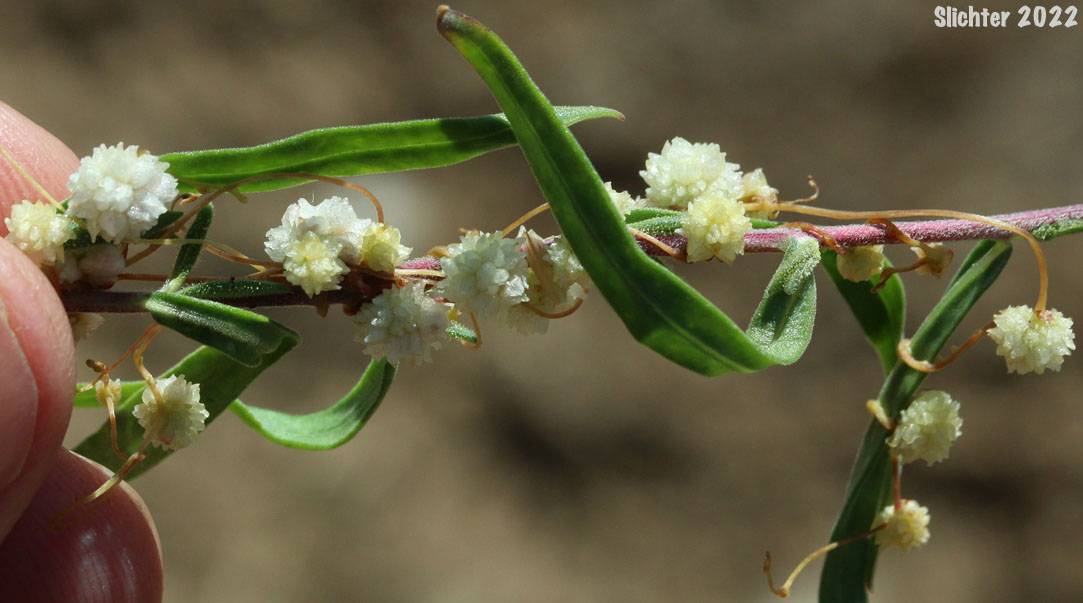 Alfalfa Dodder, Clustered Dodder: Cuscuta approximata var. approximata (Synonym: Cuscuta approximata var. urceolata)
