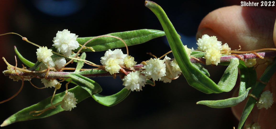 Alfalfa Dodder, Clustered Dodder: Cuscuta approximata var. approximata (Synonym: Cuscuta approximata var. urceolata)