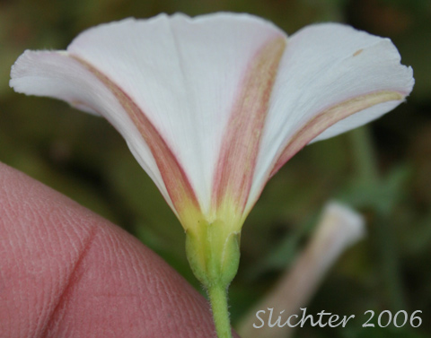 Close-up sideview of a flower of Field Bindweed, Field Morning-glory Convolvulus arvensis (Synonyms: Convolvulus ambigens, Convolvulus incanus, Strophocaulos arvensis)