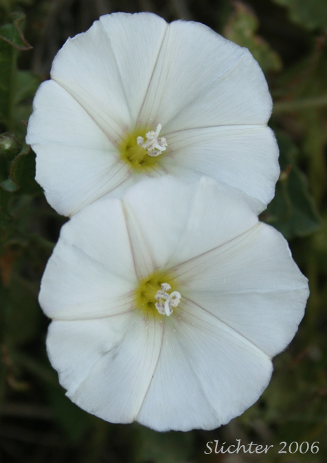 Close-up of the flowers of Field Bindweed, Field Morning-glory Convolvulus arvensis (Synonyms: Convolvulus ambigens, Convolvulus incanus, Strophocaulos arvensis)