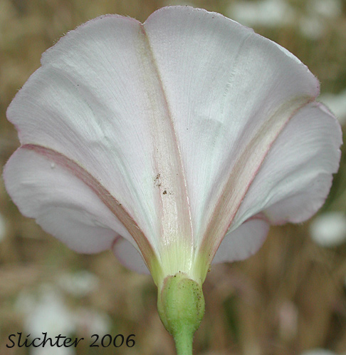 Close-up of the underside of a flower of Field Bindweed, Field Morning-glory Convolvulus arvensis (Synonyms: Convolvulus ambigens, Convolvulus incanus, Strophocaulos arvensis)