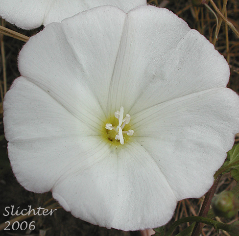 Close-up view of the flower of Field Bindweed, Field Morning-glory Convolvulus arvensis (Synonyms: Convolvulus ambigens, Convolvulus incanus, Strophocaulos arvensis)