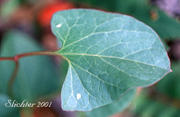 Stem leaf of Nightblooming False Bindweed, Night-blooming Bindweed, Night-blooming Morning-glory: Calystegia atriplicifolia ssp. atriplicifolia (Synonym: Convolvulus nyctagineus)