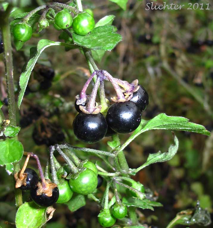 Close-up of the berries of Black Nightshade, European Black Nightshade, Garden Nightshade: Solanum nigrum (Synonyms: Solanum nigrum var. nigrum, Solanum rubrum)